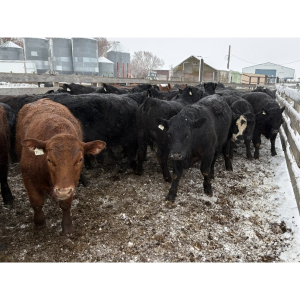 T & S Stock Farms - 947# March Delivery Steers - 60 Head (Scandia, AB)