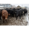 Image 1 : T & S Stock Farms - 947# March Delivery Steers - 60 Head (Scandia, AB)