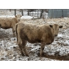 Image 2 : Strickland Farms - 770# February Delivery Heifers - 73 Head (Corrine, SK)