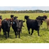 Image 10 : Chipping Hill Cattle Co. - 1025# October Delivery Grass Steers - 300 Head (Zhoda, MB)