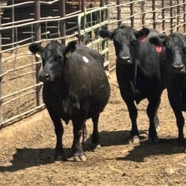 Idaho Dairies/Ranches - 15 Cows (Burley, ID)