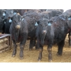 Image 11 : D & N Livestock - 740# March/April Delivery Steers - 160 Head (Peebles, SK) VBP+