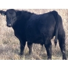 Image 6 : C.R. Fullerton - 725# Oct/Nov Delivery Steer Calves - 86 Head (Lundbreck, AB)