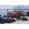 Image 5 : Riverside Farms - 765# January Delivery Steers - 80 Head (Glen Ewen, SK) VBP+
