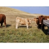 Image 3 : Logan Brothers (Rod, Barry & Bruce) - 710# October Delivery Steer Calves - 80 Head (Oyen, AB)
