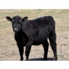 Image 7 : Cross Coulee Ranching - 630# May Delivery Heifers - 80 Head (Duchess, AB)