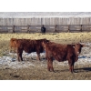Image 8 : Riverview Ranch Ltd. - 720# February Delivery Steers - 55 Head (Bow Island, AB)