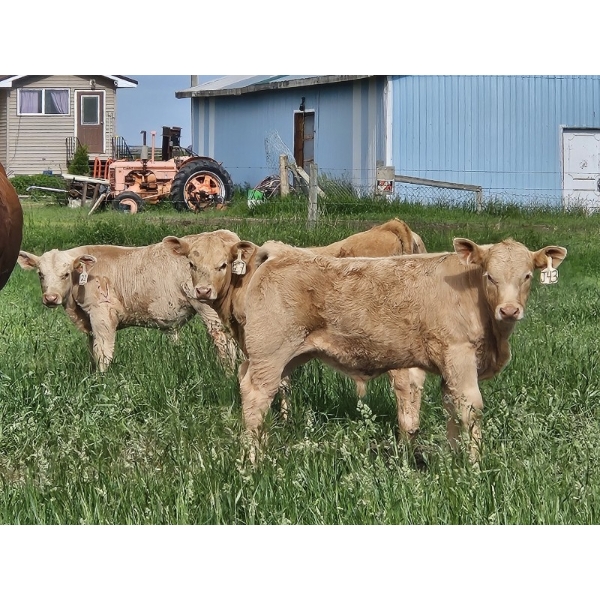 J&E Farms Ltd. - 650# November Delivery Steer Calves - 90 Head (Tilley, AB)