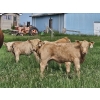 Image 1 : J&E Farms Ltd. - 650# November Delivery Steer Calves - 90 Head (Tilley, AB)
