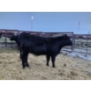 Image 7 : Colter Malloy - 6 BWF Heifers (Pen 324)