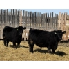Image 4 : Jordan Livestock - 30 Black Replacement Heifers (Rimbey, AB)