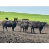 Image 4 : Terry Hines Livestock - 40 Black March Calving Bred Heifers (Marwayne, AB)