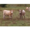 Image 3 : Taylor Enterprises Inc. - 900# Sept/Oct Delivery Grass Heifers - 140 Head (Wawota, SK)