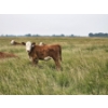 Image 7 : Bruce, Julie & Kyle Musgrove - 560# November Delivery Steer Calves - 90 Head (Patricia, AB)