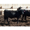 Image 2 : NorthBend Cattle Corp. - 32 Black Replacement Heifers (Scandia, AB)