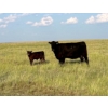 Image 7 : Douglass Bros. Ranching - 625# November Delivery Steer Calves - 100 Head (Gem, AB)