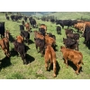 Image 4 : Devick’s Ranch - 525# October Delivery Steers - 112 Head (Heffley Creek, BC)