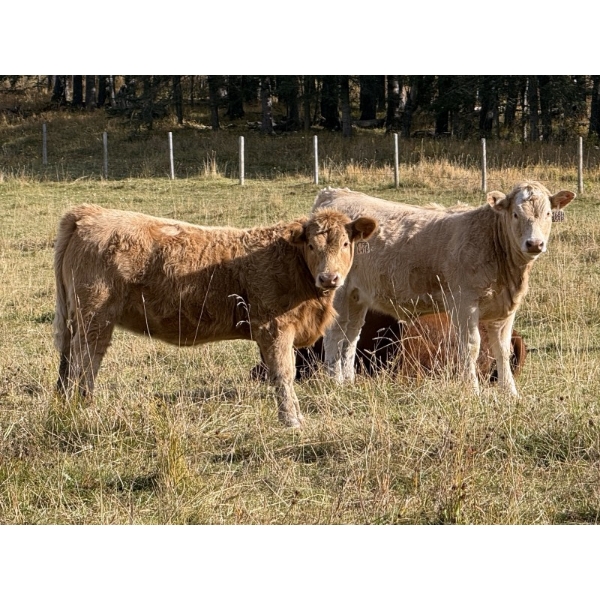 Cunningham Cattle Co. - 650# October Delivery Heifer Calves - 194 Head (Sundre, AB)