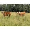 Image 2 : R-Five Simmentals - 800# Sept/Oct Delivery Steer Calves - 75 Head (Hoadley, AB)