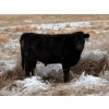 Image 6 : Stockwell Cattle Ltd. - 550# December Delivery Steer Calves - 70 Head (Macrorie, SK) VBP+