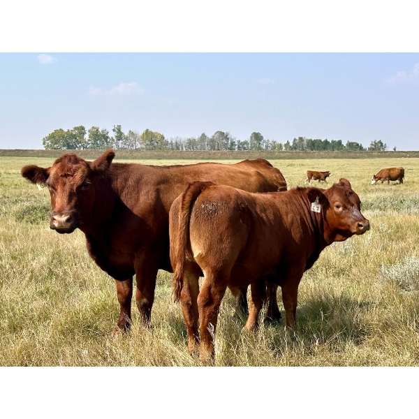 Diamond I Farms - 670# November Delivery Steer Calves - 70 Head (Irricana, AB)