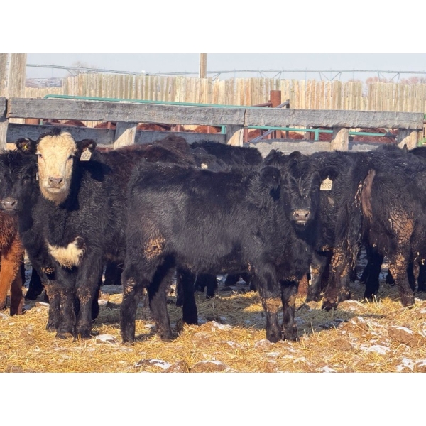 Lazy J Cattle Co. - 675# February Delivery Heifers - 78 Head (Gem, AB)