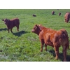 Image 9 : Horizon Ridge Farms - 700# Nov/Dec Delivery Steer Calves - 65 Head (Rimbey, AB)