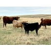 Image 2 : Muridale Shorthorns - 500# October Steer Calves - 85 Head (Hodgeville, SK)