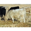 Image 7 : Copperfield Farming - 710# January Weaned Steers - 80 Head (Vauxhall, AB)