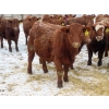 Image 8 : RBD Ranch - 950# March Delivery Steers - 38 Head (Milestone, SK)
