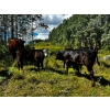 Image 8 : Burkholder Ranch - 525# October Delivery Steer Calves - 110 Head (Burns Lake, BC)