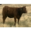 Image 11 : Rafter NZ Ranch - 22 Red X March/April Calving Bred Heifers (Pincher Creek, AB)