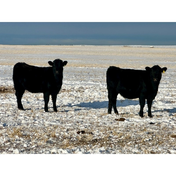 Bruce & Heather Clayton - 580# December Delivery Heifer Calves - 105 Head (Strathmore, AB)