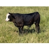 Image 9 : Edge-Hughes Cattle Co. - 550# October Delivery Steer Calves - 90 Head (Cochrane, AB)
