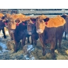 Image 1 : Resch Ranch - 14 Middle-Aged Cows (Pen 509)