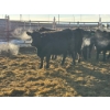 Image 2 : Fox Cattle Co. - 8 Bred Heifers (Pen 515B)