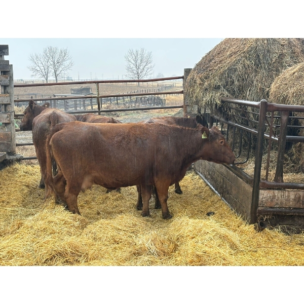 Donnelly Estate Dispersal - 4 Middle-Aged Cows (Pen 528)