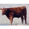 Image 4 : Paul Preston - 610# October Delivery Steer Calves - 34 Head (Hays, AB)