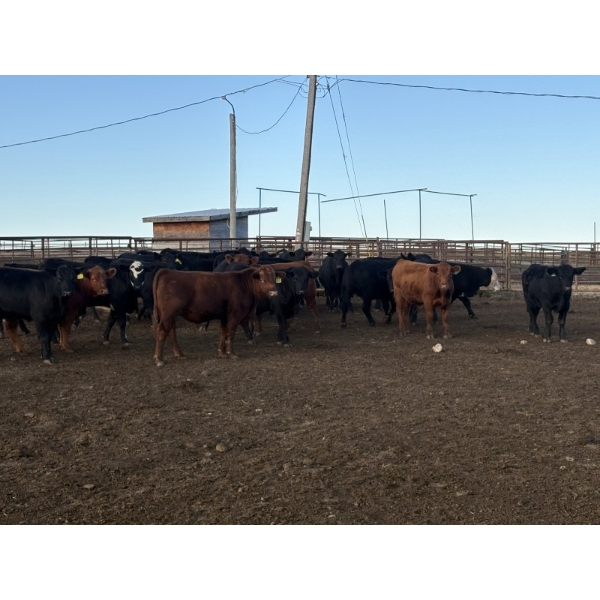 Valleyview Ranch - 940# Sept/Oct Delivery Steers - 65 Head (Valleyview, AB)