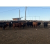 Image 1 : Valleyview Ranch - 940# Sept/Oct Delivery Steers - 65 Head (Valleyview, AB)