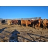 Image 3 : Dennis Herman - 950# March Delivery Steers - 66 Head (Hoadley, AB)