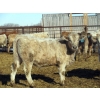 Image 7 : Douglass Agro - 725# March Delivery Weaned Heifers - 250 Head (Gem, AB)