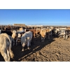 Image 6 : Driland Feeders - 810# June Delivery Heifers - 135 Head (Burdett, AB)