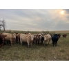 Image 3 : Crisp Ranches - 985# October Delivery Grass Steers - 63 Head (Monitor, AB)