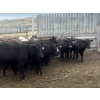 Image 1 : Circle Y Ranch Ltd. - 925# October Delivery Heiferettes - 40 Head (Big Beaver, SK)