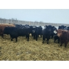 Image 2 : Tee Two Land & Cattle Co. - 680# March/April Delivery Steers - 265 Head (Kelliher, SK) VBP+