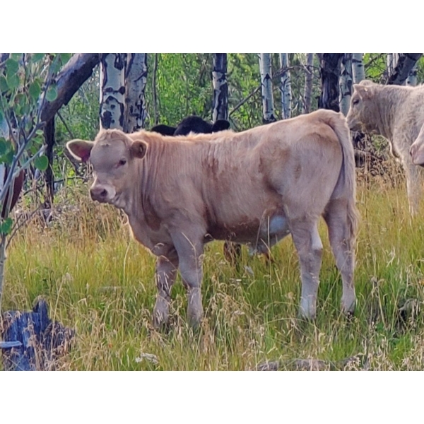 Dan & Jolene Fremlin - 585# October Delivery Steer Calves - 30 Head (70 Mile House, BC)