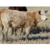 Image 12 : Strickland Cattle Co. - 510# November Heifer Calves - 75 Head (Milestone, SK)