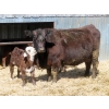 Image 4 : Leib Farm & Ranch Ltd. - 30 Black Angus/Black Angus X Pairs (Southey, SK)