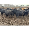 Image 4 : Chipping Hill Cattle Co. - 1000# September Delivery Steers - 120 Head (MacGregor, MB)